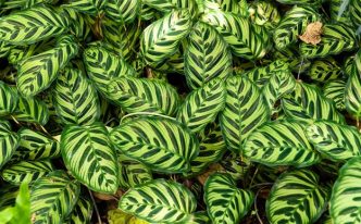 食用竹芋的禁忌人群有哪些 附：竹芋的养殖方法和注意事项