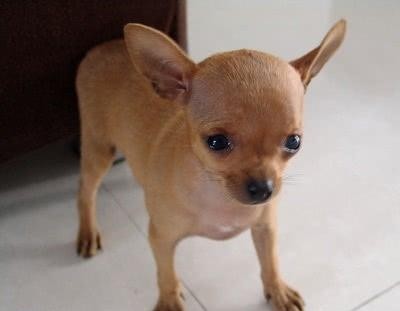 世界上最小的狗是哪种，分享体型最小的5种狗狗