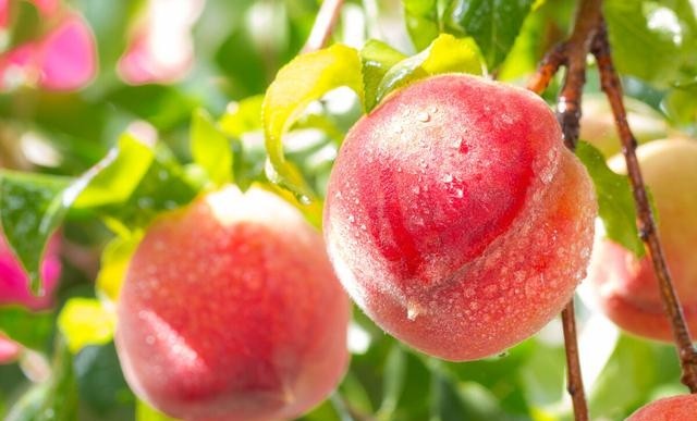 水蜜桃成熟的季节分享，水蜜桃如何种植呢
