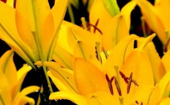 橙色百合花的花语和寓意 秒懂：橙色百合花代表的意义是什么