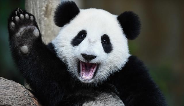国宝大熊猫是中国独有的吗，揭秘为什么只有中国可以拥有大熊猫