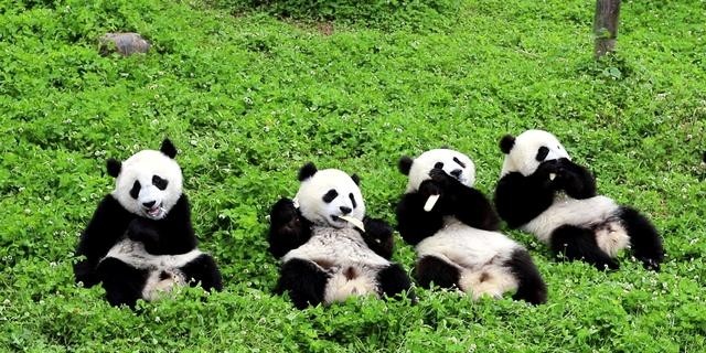 国宝大熊猫是中国独有的吗，揭秘为什么只有中国可以拥有大熊猫