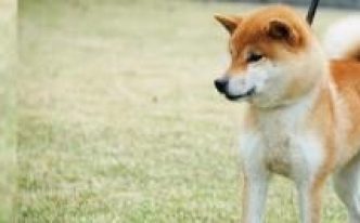 柴犬属于什么型犬 附：日本国产犬的7大类型