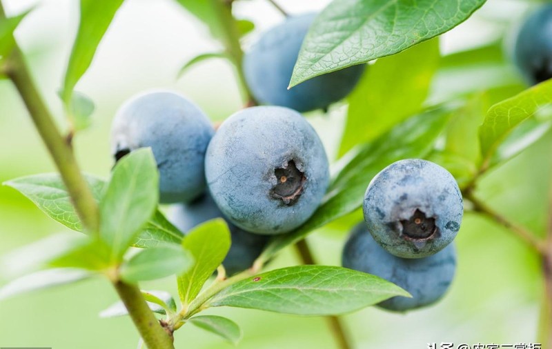 蓝莓生长环境条件有哪些，蓝莓对生长环境条件的4点要求