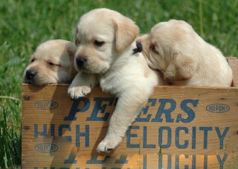 神犬小七的狗狗品种是什么，养拉布拉多的喂养方式