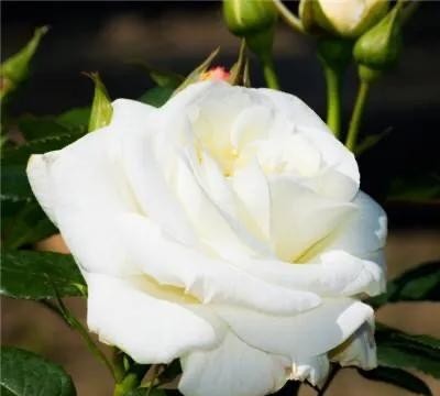 红玫瑰与白玫瑰的含义是什么，红玫瑰白玫瑰的3个区别