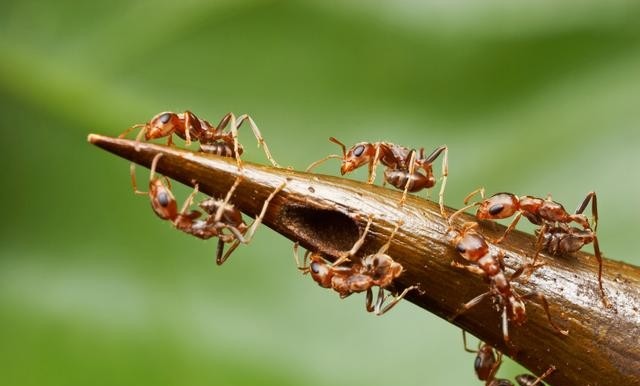 共生关系的动物例子分享，揭秘共生关系有多神奇