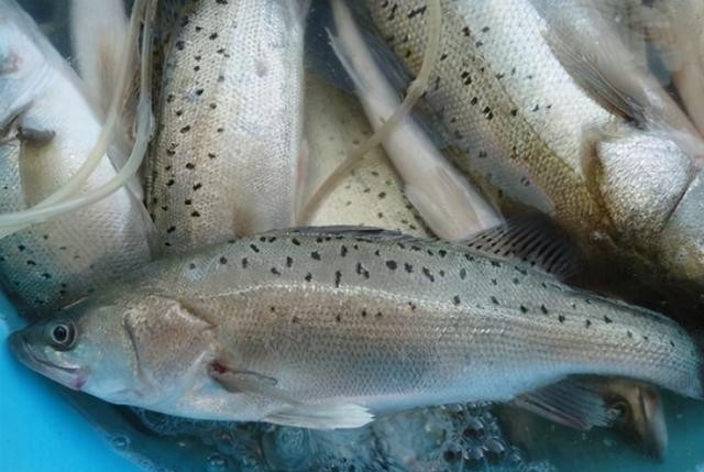 鱼类里的鲈鱼是淡水鱼吗，淡水鲈鱼和海鲈鱼的区别