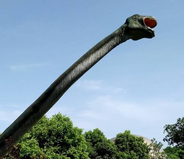 关于长颈龙的图片大全，详细介绍长颈龙