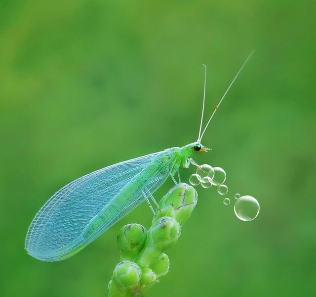 生活种有哪些益虫他们有什么本领，盘点对人类有益的10种昆虫