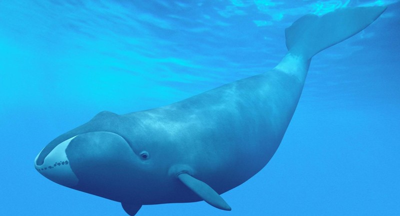 世界上最大的鲸鱼有哪些，盘点地球上最大的10种鲸鱼