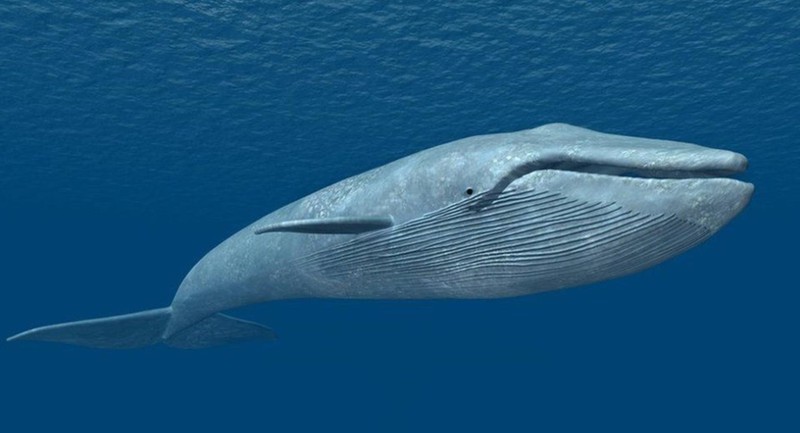 世界上最大的鲸鱼有哪些，盘点地球上最大的10种鲸鱼