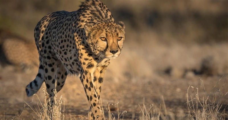 什么动物跑得最快前十名 ，地球上速度最快的10大动物