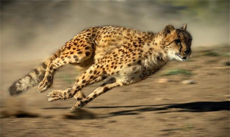 什么动物跑得最快前十名 ，地球上速度最快的10大动物