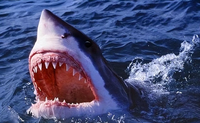 什么动物的牙齿最多，地球上牙齿最多的10种动物