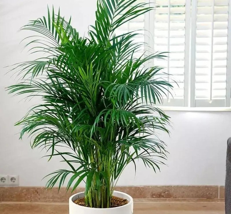 净化空气的室内盆栽植物有哪些，净化空气的7种植物合集