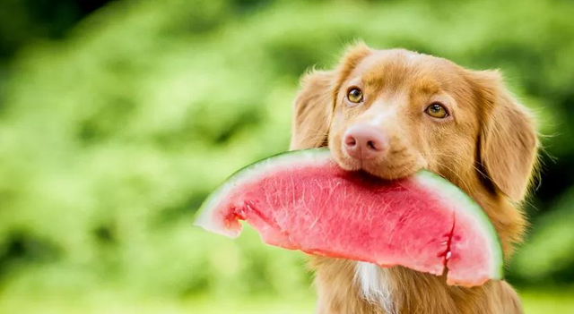 泰迪狗狗能吃榴莲吗，适合狗狗吃的水果种类