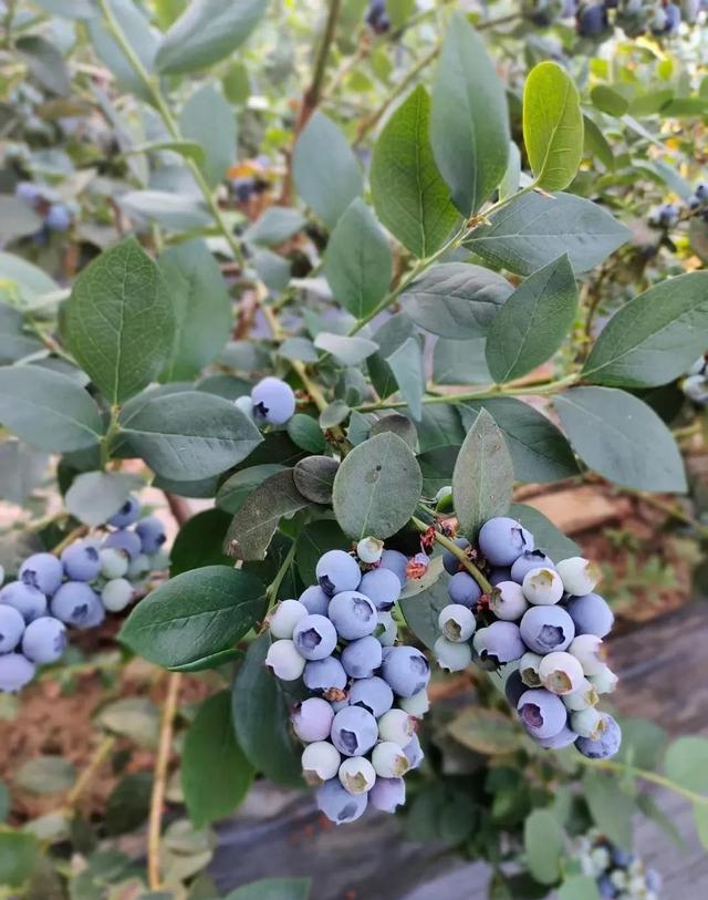 蓝莓一年结果几次，F6蓝莓苗的品种特点