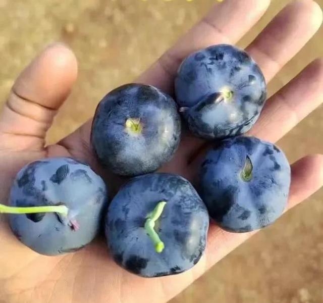 蓝莓一年结果几次，F6蓝莓苗的品种特点