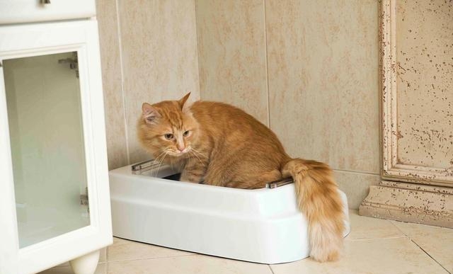 豆腐猫砂堵住厕所如何疏通，猫砂把厕所堵住的疏通办法
