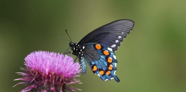 蝴蝶的生活环境特点是什么样的，观赏蝴蝶的新手指南