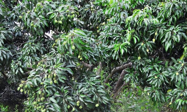 荔枝北方能种植结果吗，亚热带果树不太适合北方种植