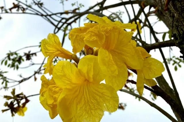 黄风铃花的花语和寓意是什么，黄风铃花的花语意义及花期