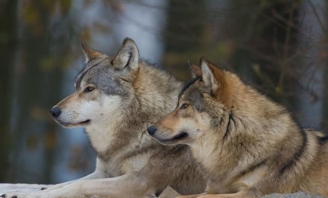 狗和狼是同一物种吗，狼和狗的区别