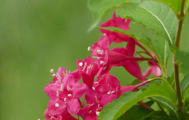 锦带花的花语和寓意是什么，锦带花花语小知识