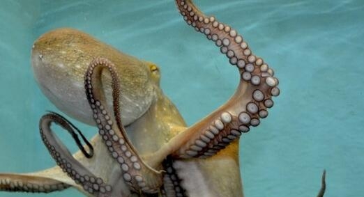 海洋中章鱼有几只触手啊，揭秘章鱼怎么不是鱼