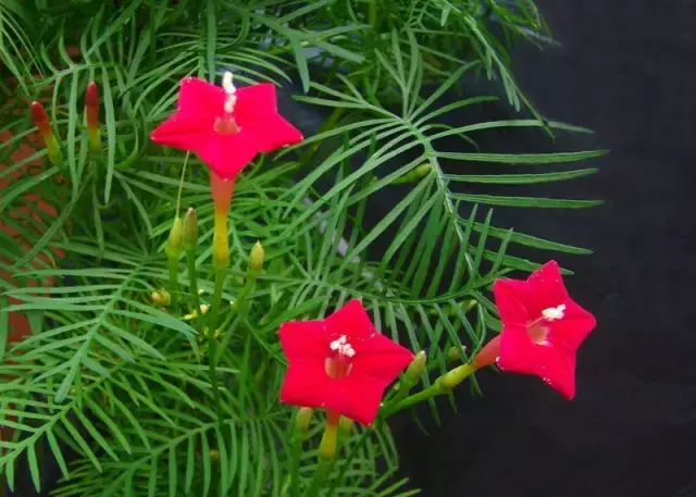 植物的奇特现象有哪些，盘点自然界中有趣的植物现象