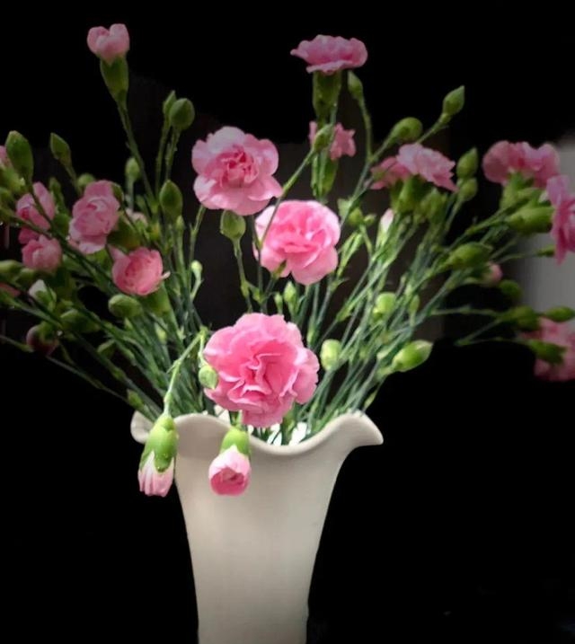康乃馨适合在室内养吗，适合在家养殖的3种花