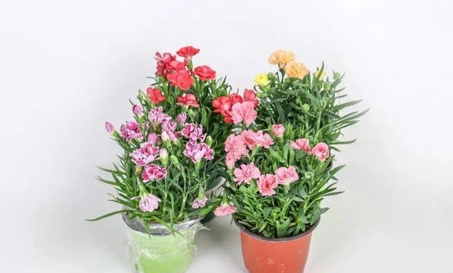 康乃馨适合在室内养吗，适合在家养殖的3种花