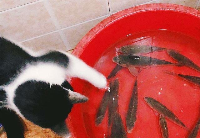 宠物猫会被鱼刺卡到吗，铲屎官喂食的注意事项