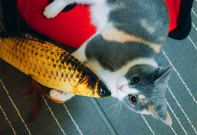 宠物猫会被鱼刺卡到吗，铲屎官喂食的注意事项