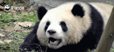 关于大熊猫的全部资料，大熊猫的知识大全