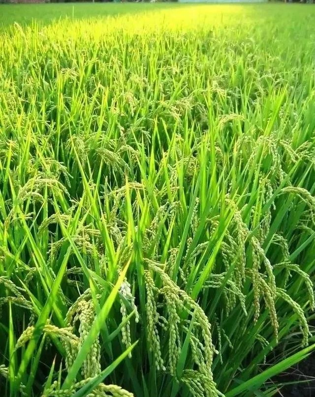 光打雷不下雨的意思解释，光打雷不下雨有什么预兆