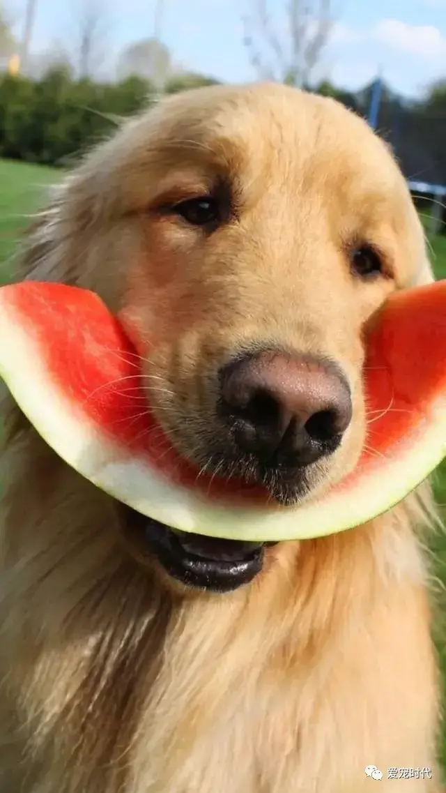狗可以吃西瓜皮吗，狗狗喂食西瓜的建议