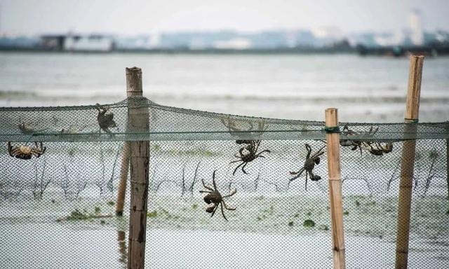 阳澄湖大闸蟹好吃吗，正宗阳澄湖大闸蟹高清美图