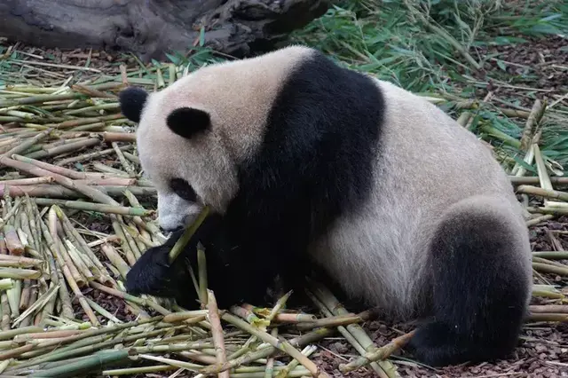 熊猫的食物有哪些种类，揭秘大熊猫的四季食谱
