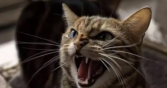 母猫猫叫声音大全，猫咪各种叫声的含义