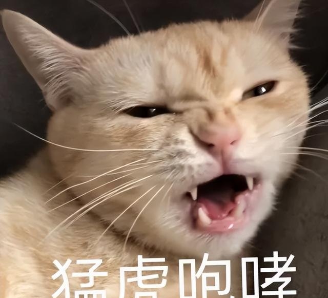 母猫猫叫声音大全，猫咪各种叫声的含义