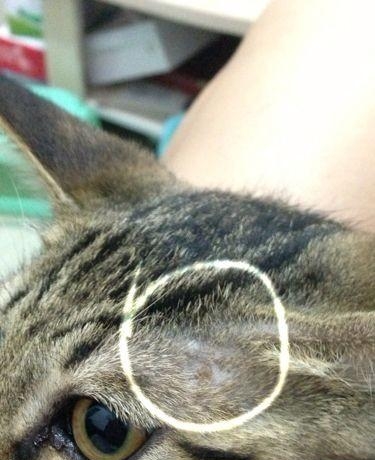 猫伤口结痂和猫藓区别在哪里，猫猫身上局部脱毛怎么办