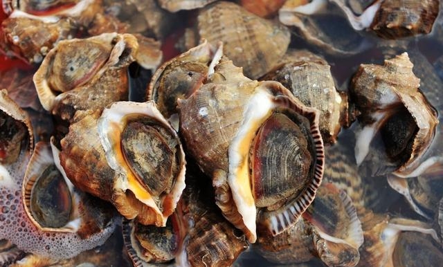 猫眼螺煮多长时间能熟，烹饪海螺的做法教程