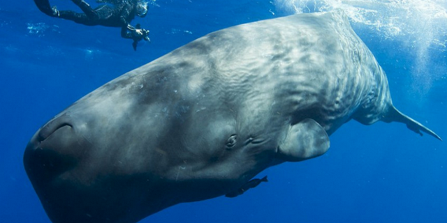 鲸的种类有哪些，鲸的种类及特点介绍