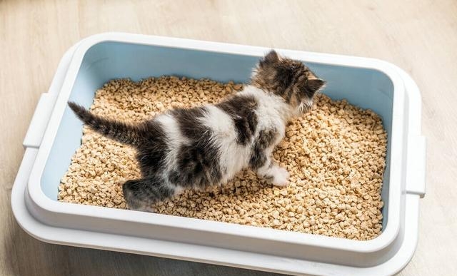 猫咪乱拉乱尿是什么原因，猫咪到处乱尿的五大原因
