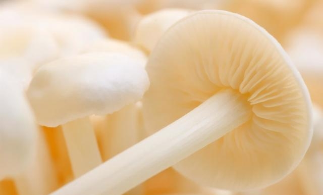 金针菇常温下可以放多久，金针菇的7种家常保鲜方法
