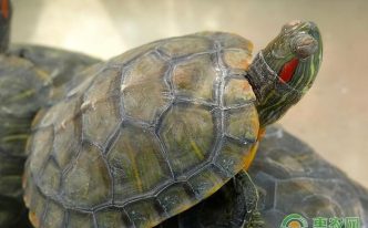 乌龟肠胃炎多久会死啊「详细讲解：乌龟肠胃炎的症状及治疗方法」