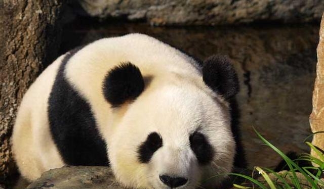 大熊猫的生活方式和特点，大熊猫的生活习性简介