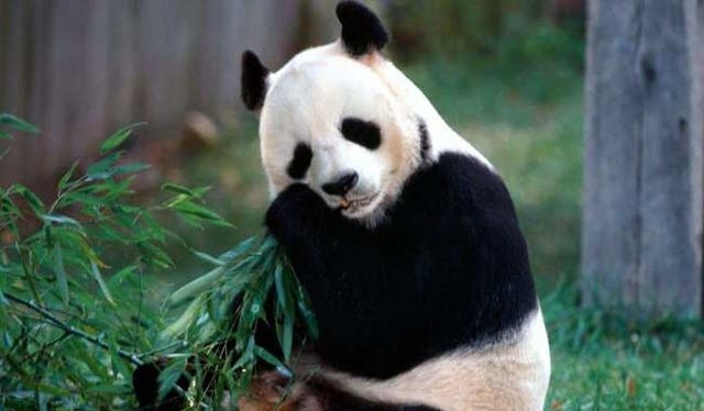 大熊猫的生活方式和特点，大熊猫的生活习性简介
